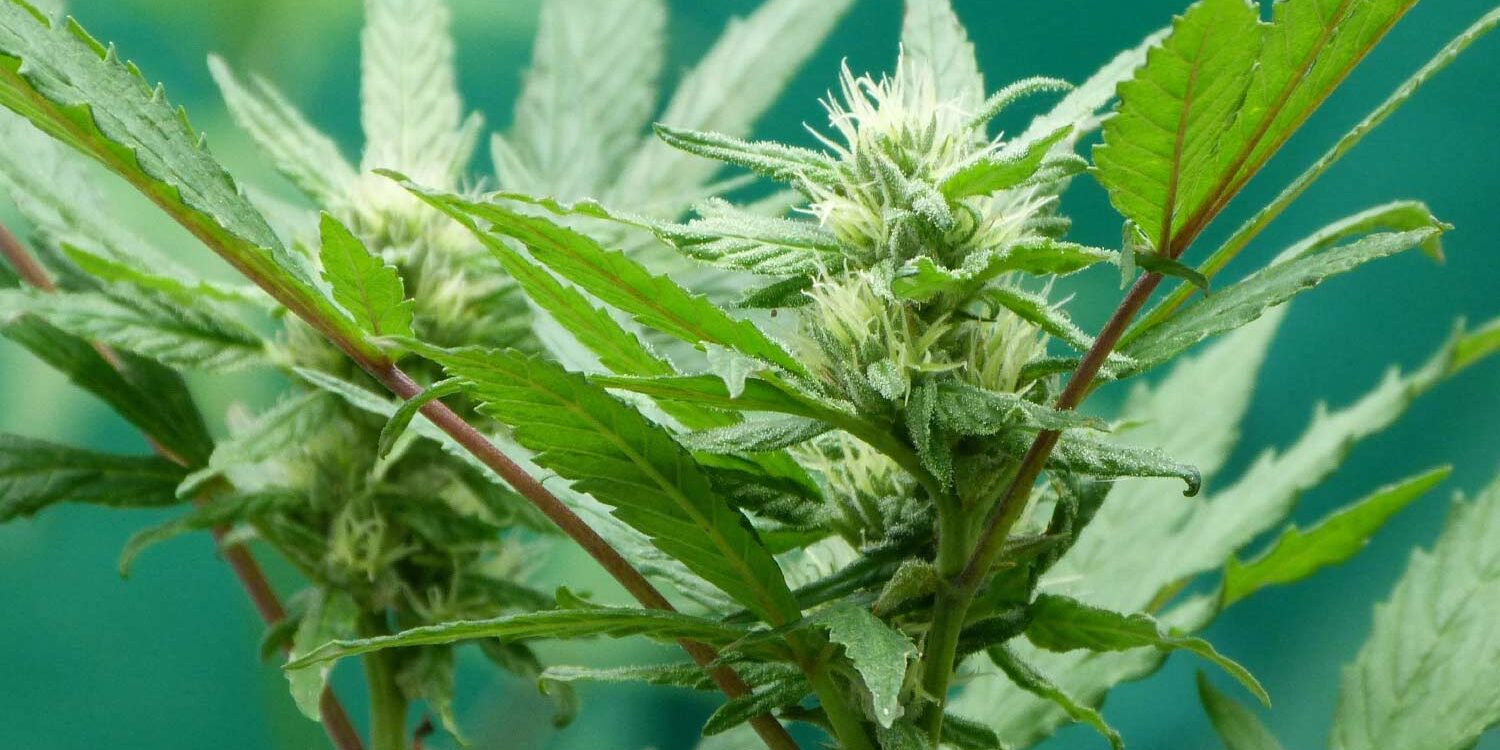 weed016