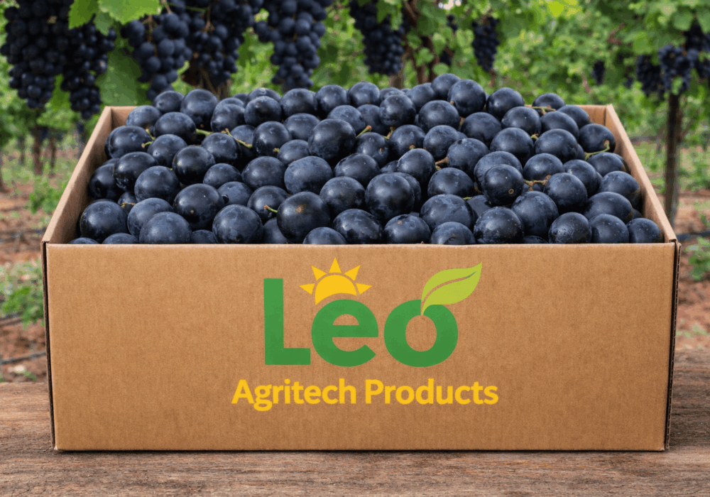 Bulk Fresh Grapes Exporters South Africa