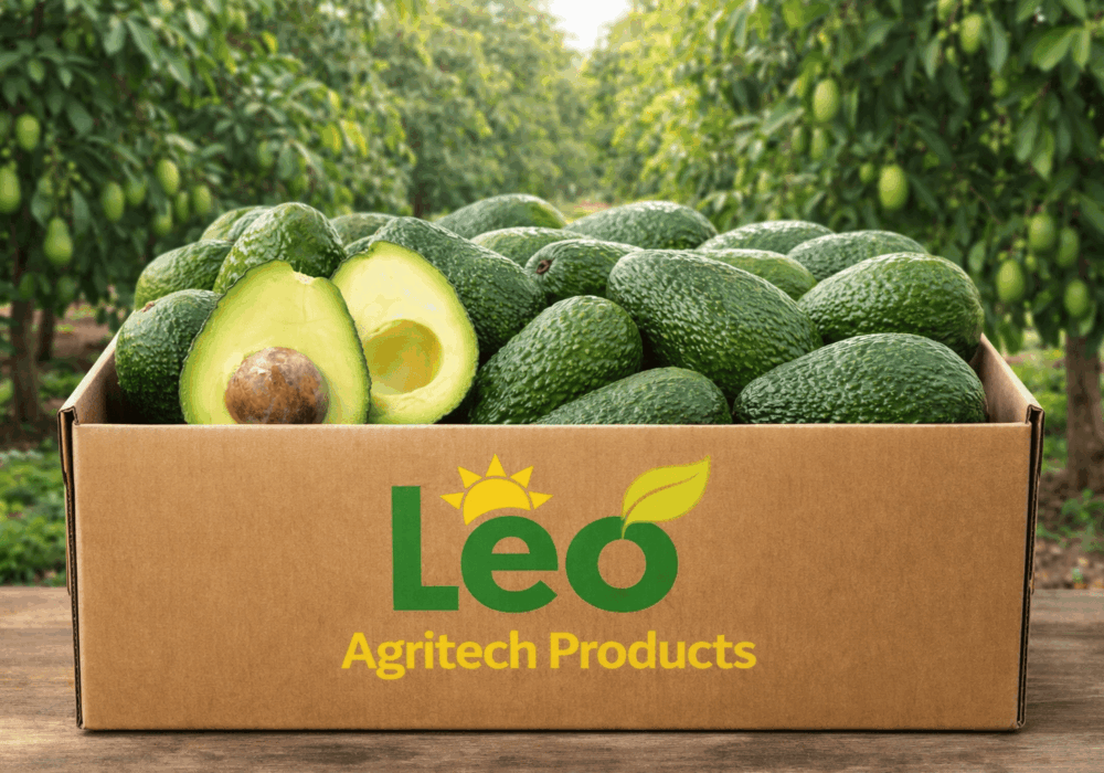Bulk Hass Avocado Suppliers South Africa
