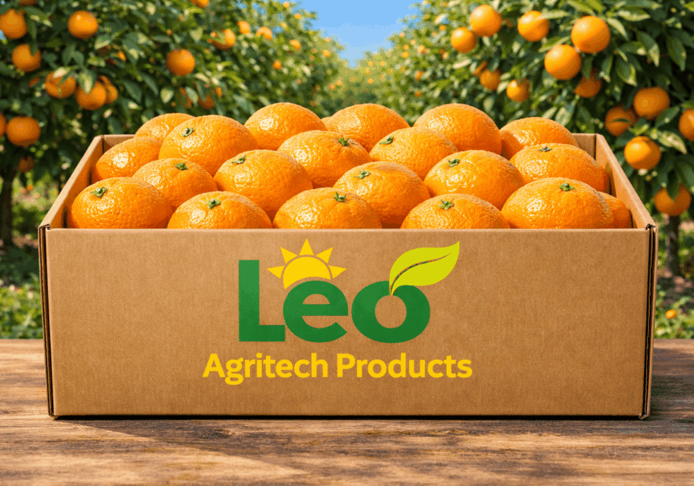 Bulk Orange Suppliers South Africa