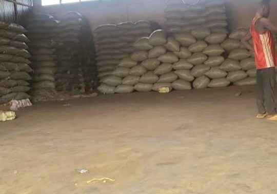 Premium Cocoa Export South Africa