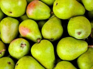 Leading SA Pear Exporters