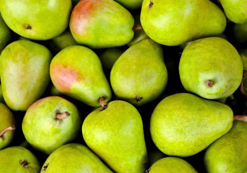 Commercial Fresh Pear Suppliers