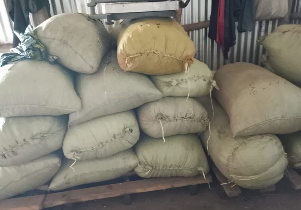 Fresh Cocoa Exporters South Africa