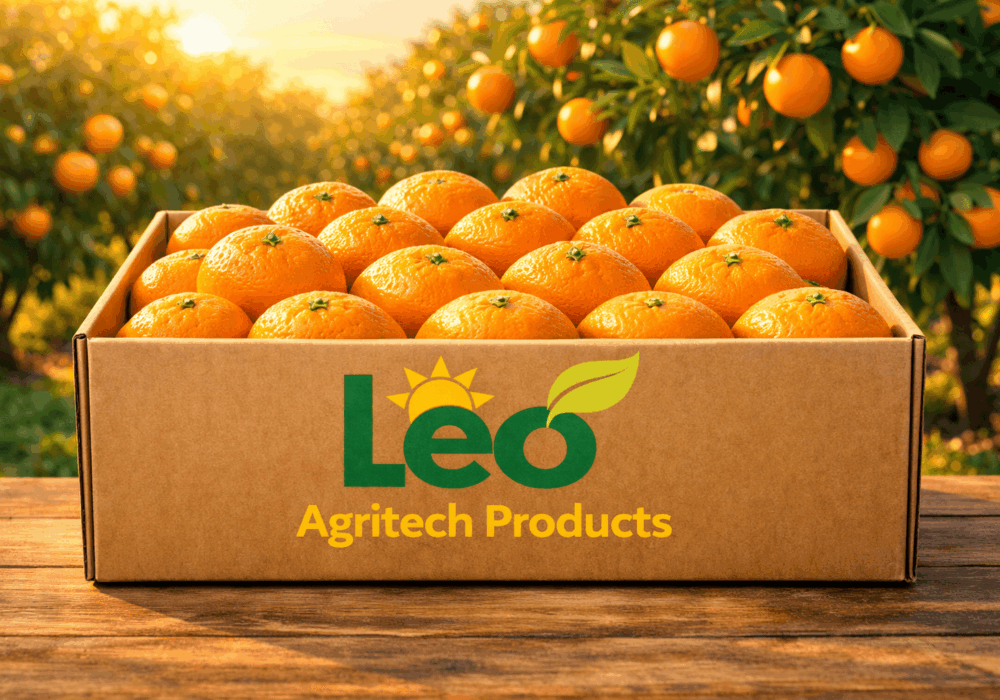 Fresh Orange Export South Africa