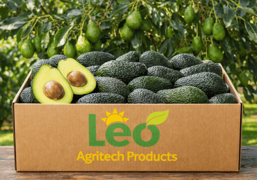 Leading Avocado Exporters South Africa