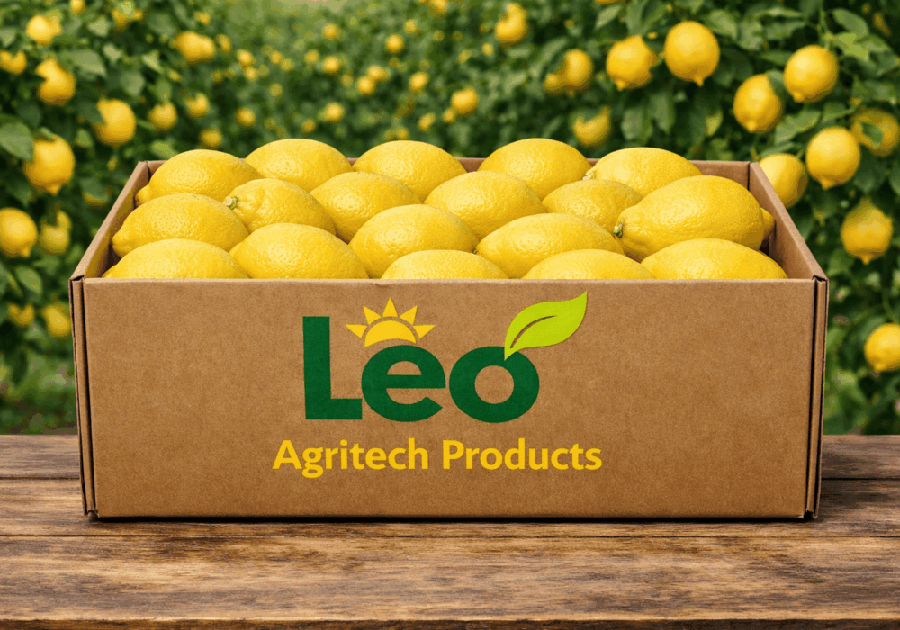 Leading Citrus Exporters South Africa