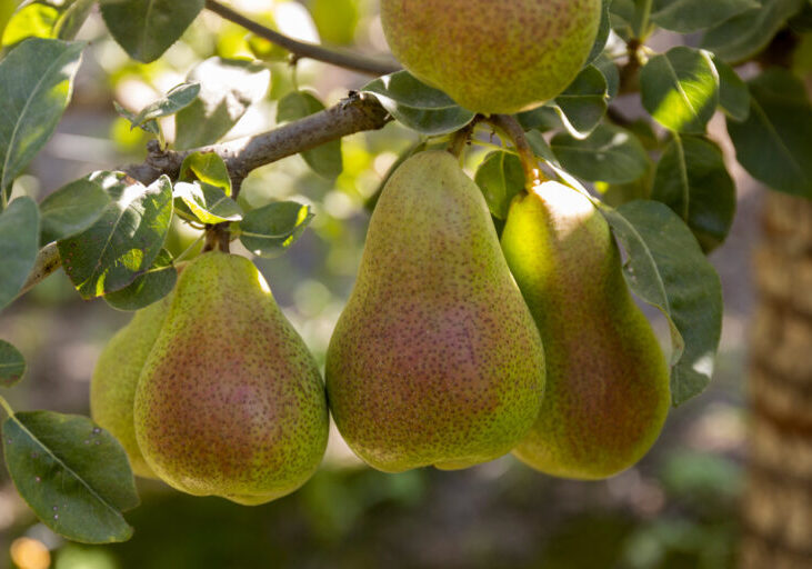 Premium Pear Exporters South Africa