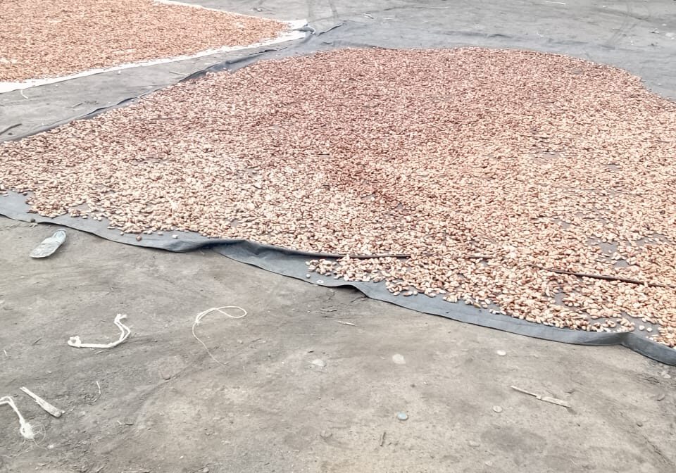 South African Cocoa Suppliers