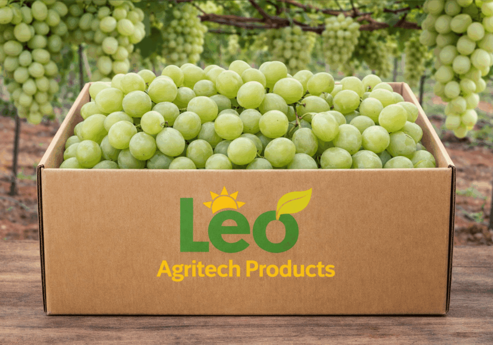 South African Grapes Suppliers
