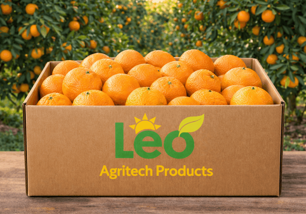 South African Orange Suppliers