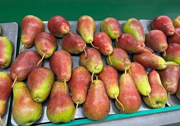 South African Pear Suppliers