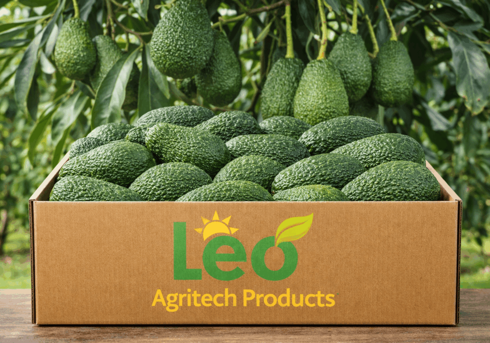 Wholesale Hass Avocado Exporters South Africa