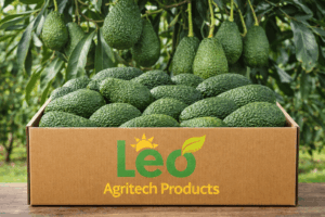 Leading SA Avocado Exporters